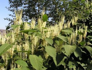 Japanese Knotweed