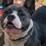 Saugus Mystery Turns Tragic as Snatched Foster French Bulldog Found in Pond
