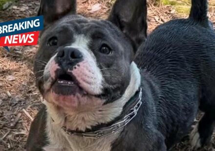 Saugus Mystery Turns Tragic as Snatched Foster French Bulldog Found in Pond
