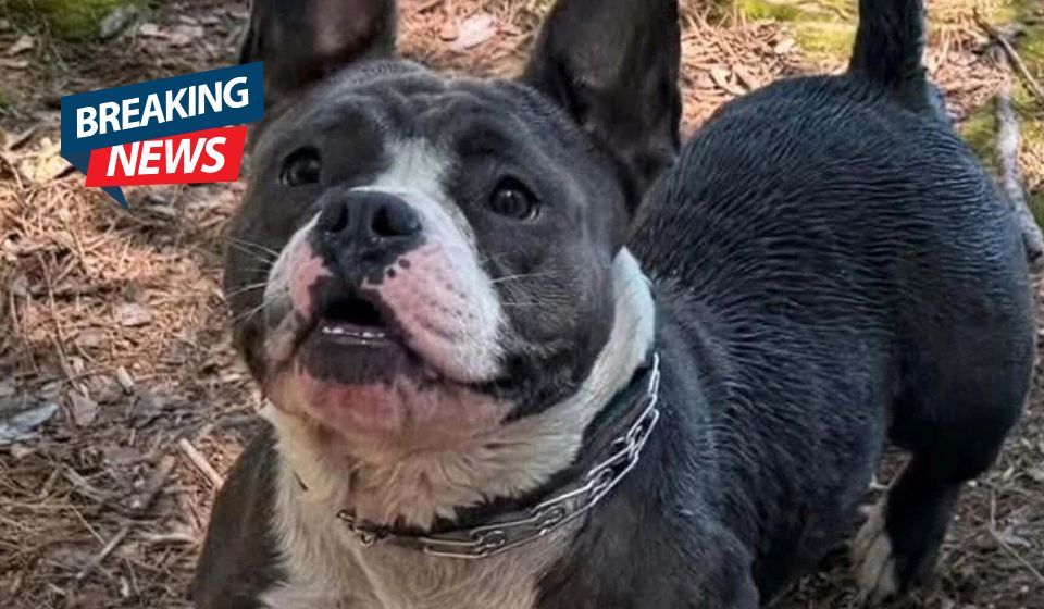 Saugus Mystery Turns Tragic as Snatched Foster French Bulldog Found in Pond