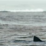 Fisherman Stunned as Massive Great White Shark Swims Just Feet From Boat in Boston Harbor