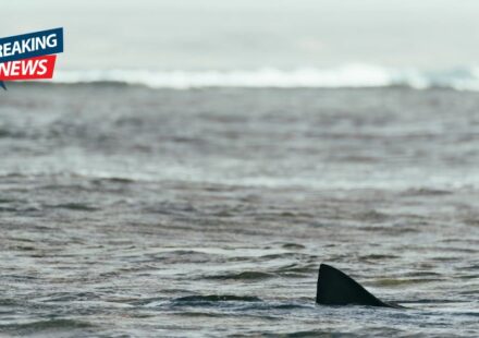 Fisherman Stunned as Massive Great White Shark Swims Just Feet From Boat in Boston Harbor