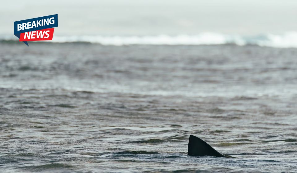 Fisherman Stunned as Massive Great White Shark Swims Just Feet From Boat in Boston Harbor