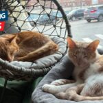 This Unique Massachusetts Cat Cafe Is Every Cat Fan’s Dream Destination