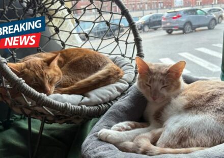 This Unique Massachusetts Cat Cafe Is Every Cat Fan’s Dream Destination
