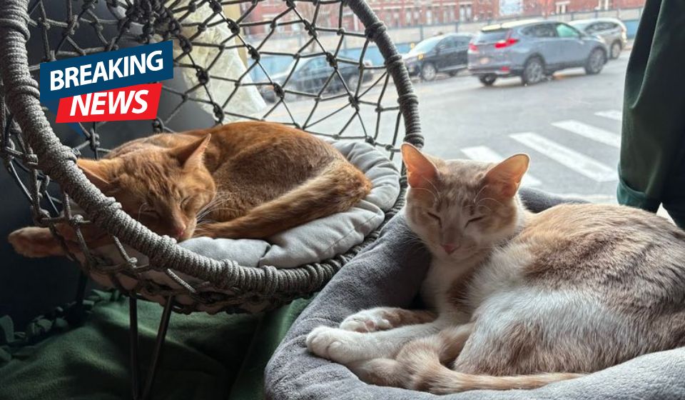 This Unique Massachusetts Cat Cafe Is Every Cat Fan’s Dream Destination