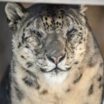 Kira, One of America’s Oldest Snow Leopards, Dies at Massachusetts’ Stone Zoo