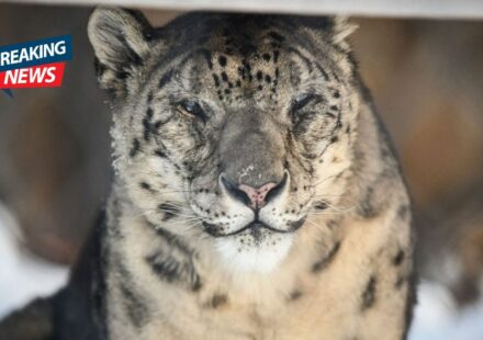 Kira, One of America’s Oldest Snow Leopards, Dies at Massachusetts’ Stone Zoo