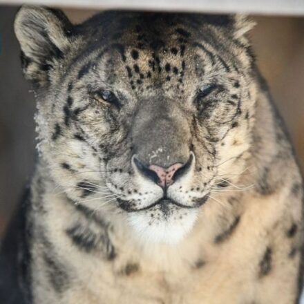 Kira, One of America’s Oldest Snow Leopards, Dies at Massachusetts’ Stone Zoo