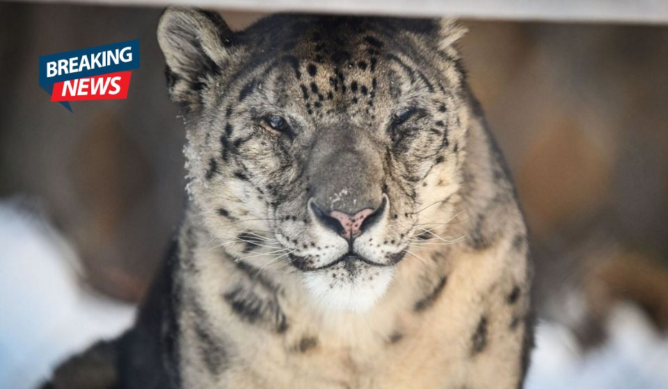 Kira, One of America’s Oldest Snow Leopards, Dies at Massachusetts’ Stone Zoo