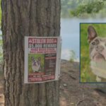 Police Investigate After Missing Dog Is Found Dead Following Saugus Snatching Report