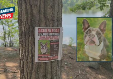 Police Investigate After Missing Dog Is Found Dead Following Saugus Snatching Report