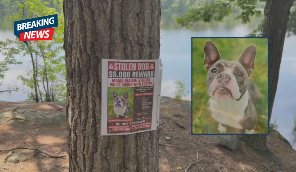 Police Investigate After Missing Dog Is Found Dead Following Saugus Snatching Report