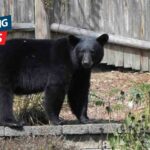 Bear sightings in Central Massachusetts