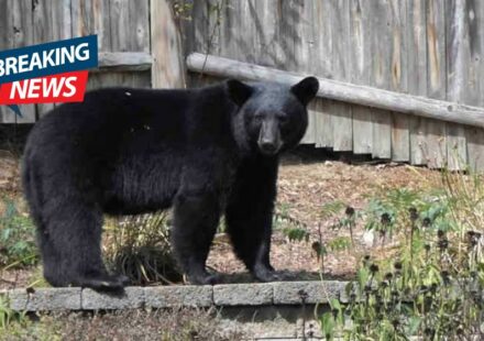 Bear sightings in Central Massachusetts