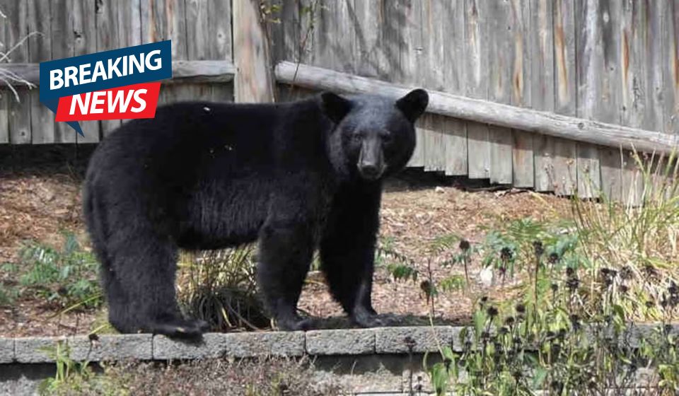 Bear sightings in Central Massachusetts