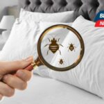 Insect Invasion: 5 Ohio Cities Combatting Bed Bug Onslaught