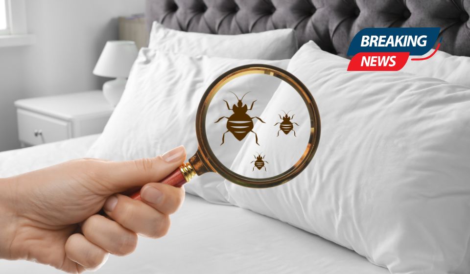 Insect Invasion: 5 Ohio Cities Combatting Bed Bug Onslaught